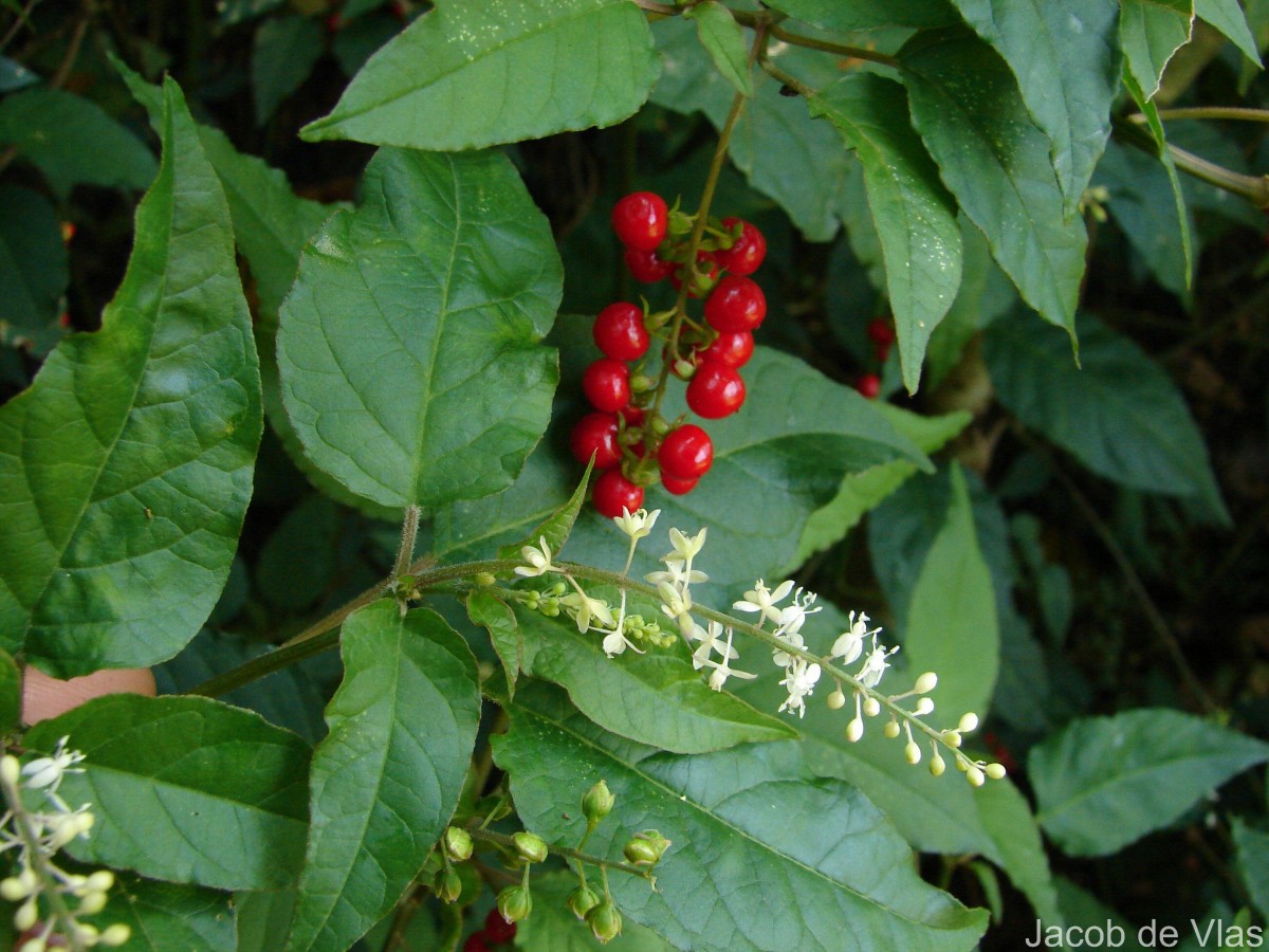 Rivina humilis L.